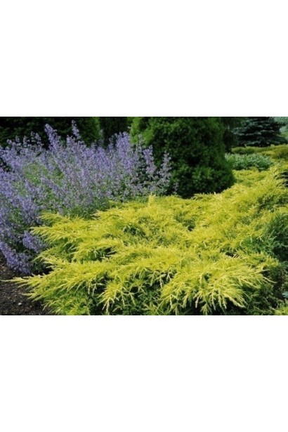  Juniperus media Golden Saucer